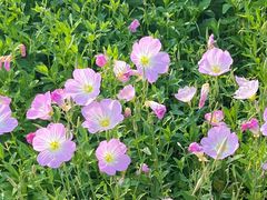 -洋湖国家湿地公园