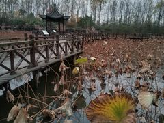 -合肥滨湖国家森林公园