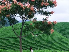 -帐篷客·溪龙茶谷度假酒店