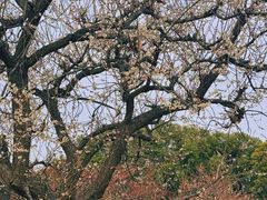 -潮府馆·非遗潮州菜·港式点心(世纪公园店)
