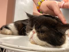 -猫儿山۰猫主题餐厅