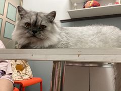 -伟伟宠物医院·瑞派猫友好医院·猫科(光谷店)