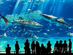 -悉尼海洋生物水族馆