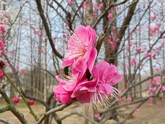 -梅花山(明孝陵内)