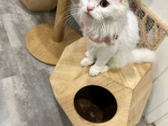 -楼上猫咖(罗湖店)