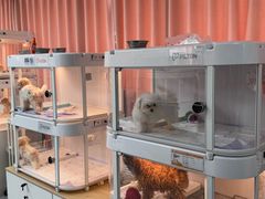 -翊宠yipet猫狗购宠庄园犬舍•猫舍