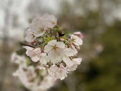-苏州上方山国家森林公园