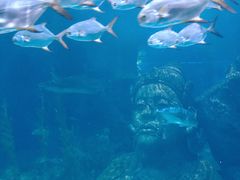 -暹罗海洋世界