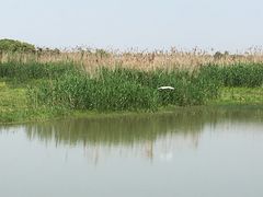 -同里国家湿地公园