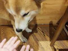 -柴务处·柴犬主题狗咖