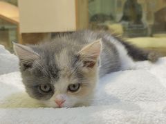 -屋虎猫馆(宝安大仟里店)