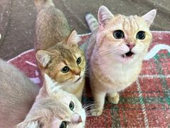 -大型宠物商超·宠海王国·宠物猫狗活体·用品·美容(新世界百货重庆店)