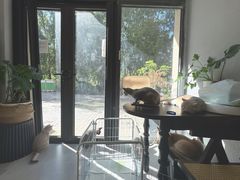 -琪喵猫屋·撸猫猫咖·猫舍