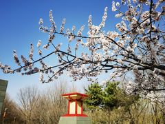 -大望京公园