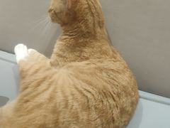 -MOCHA明星猫咖(田子坊店)