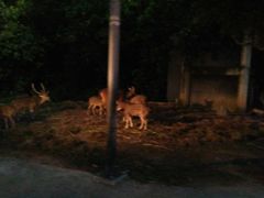-清迈夜间动物园