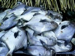 鲳鱼-二红烧烤排骨串(麦岛店)