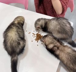 -Moni星球萌宠·小马宝莉·灵蛇·高端高阶全萌宠互动体验俱乐部(红豆国际广场店)