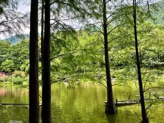 -深圳仙湖植物园