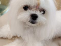 -翊宠yipet猫狗购宠庄园犬舍•猫舍