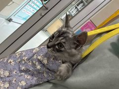 -谐和益家动物医院·免疫绝育·血液透析·宠保定点医院(高新伊藤分院)