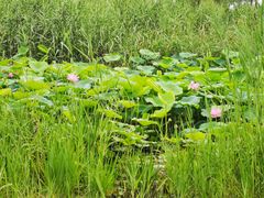 -大兴滨河森林公园