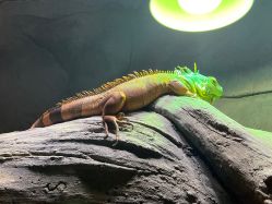 -Zoolung Zoolung动物主题公园(海信广场店)