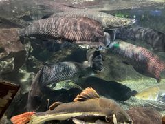 -太平洋海底世界