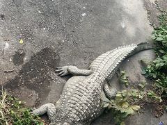 -广州长隆飞鸟乐园