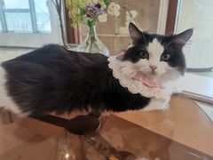-共舞时光猫咖·狗咖(新街口店)