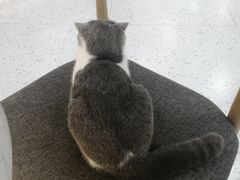 -喵园·猫主题咖啡厅·撸猫·猫咖(国贸店)