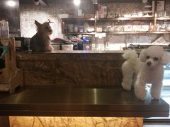 -more than meow吴止猫主题餐厅(承德 中船汇店)