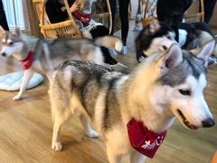 -Husky Go! 哈士奇体验馆·宠物咖啡厅狗咖