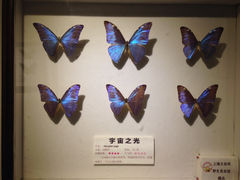 iphone_upload_pic-上海大自然野生昆虫馆