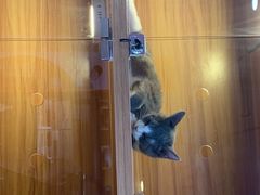 -喵百万·布偶·蓝金金渐层英短·猫舍(百子湾店)