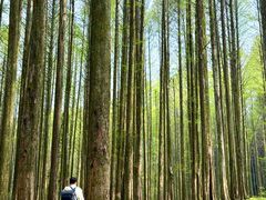-武陵山森林公园