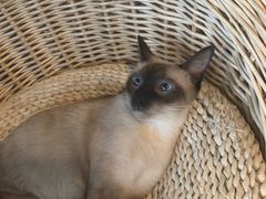 -Cappucimeow猫咪咖啡馆(韦伯时代店)