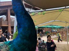 -黄龙溪欢乐田园