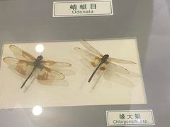 -上海昆虫博物馆