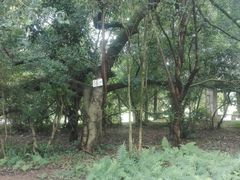 榕树-南宁良凤江国家森林公园