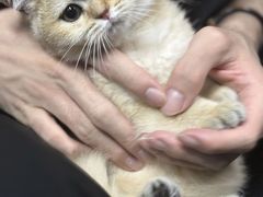 -猫咪博物馆(顶澳仔猫街店)
