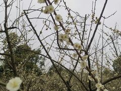 -秀丽东方