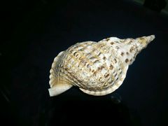 android_upload_pic-青岛贝壳博物馆