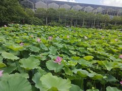 -南通洲际绿博园