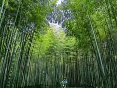-杭州植物园