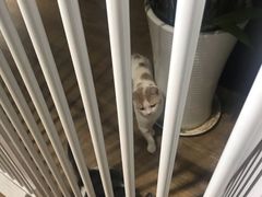 -东方名猫馆·英短金渐层布偶猫舍(环线广场1号楼店)