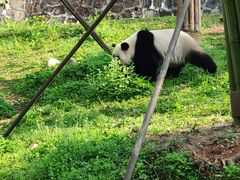 -都江堰中华大熊猫苑