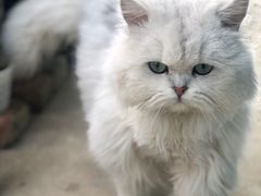 -大洋晶典(东街店)