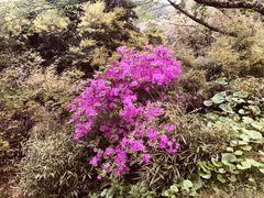 -汉拿树木园