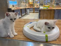 -狗道宠物(常熟印象城店)
